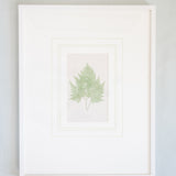 Framed Antique Fern Engravings