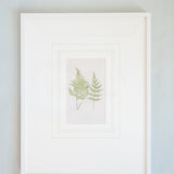 Framed Antique Fern Engravings