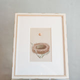 Framed "Apricot" Egg & Nest Engraving