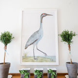 English Aquatic Bird - Framed