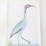 English Aquatic Bird - Framed