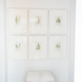 Framed Antique Fern Engravings